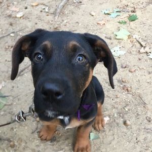 Meet your Posher, Payton